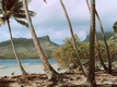 Rys 222: Bora Bora palm trees and beach.jpg [96317 bajt�w]